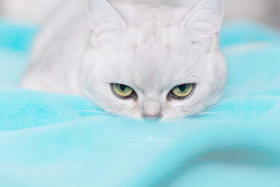 Soms willen kattenbaasjes ook een mooie foto van hun snorremans. Doen we met plezier!  Please, meet Mr. Jones!