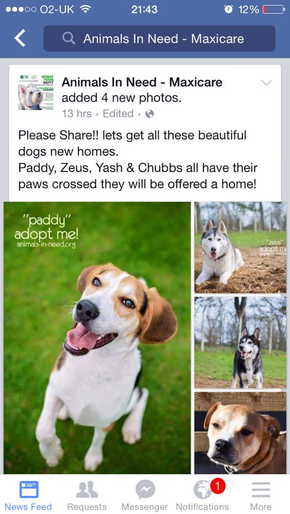 Paddy Zeus yash and chubbs are still with us. We don't know why, There're all perfect and lovely balls of fun!