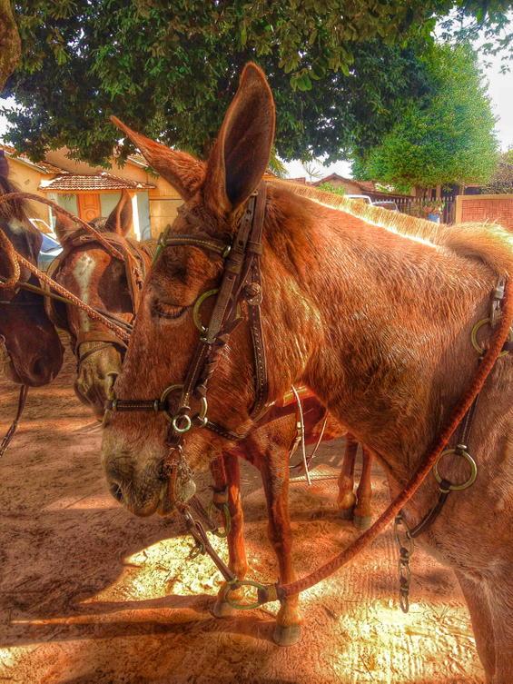 henriquepalin's tweet photo. #hdr #mula #cavalo #cavalgada #horse #mulada #animal #turvinia #sp #muar http://t.co/cJyfyY6Q4w