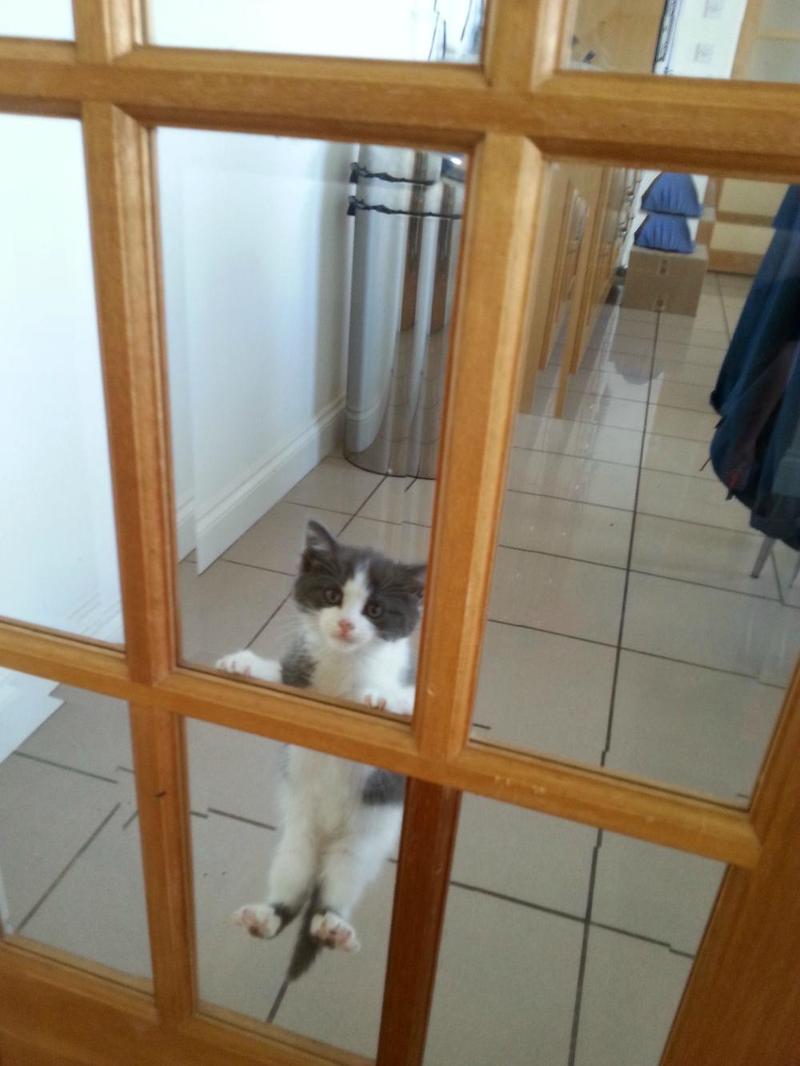 funny #kitten bit.ly/1cNCsbX