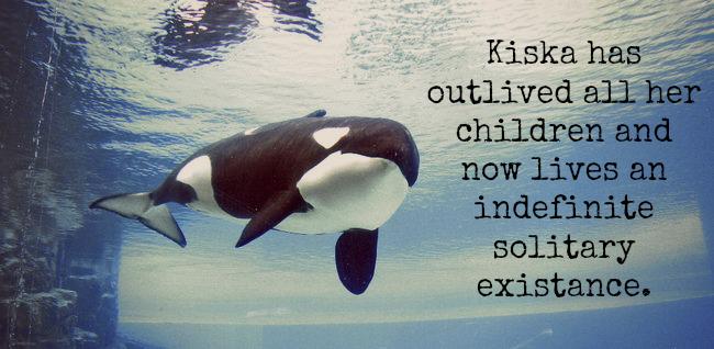 _AnimalAdvocate's tweet image. URGENT #TWEETSTORM  FOR KISKA 

#TWEETSHEET tweet4taiji.info/index.php?arti… 

FOR KISKA LETS #EMPTYtheTANKS

via @grm_chikn