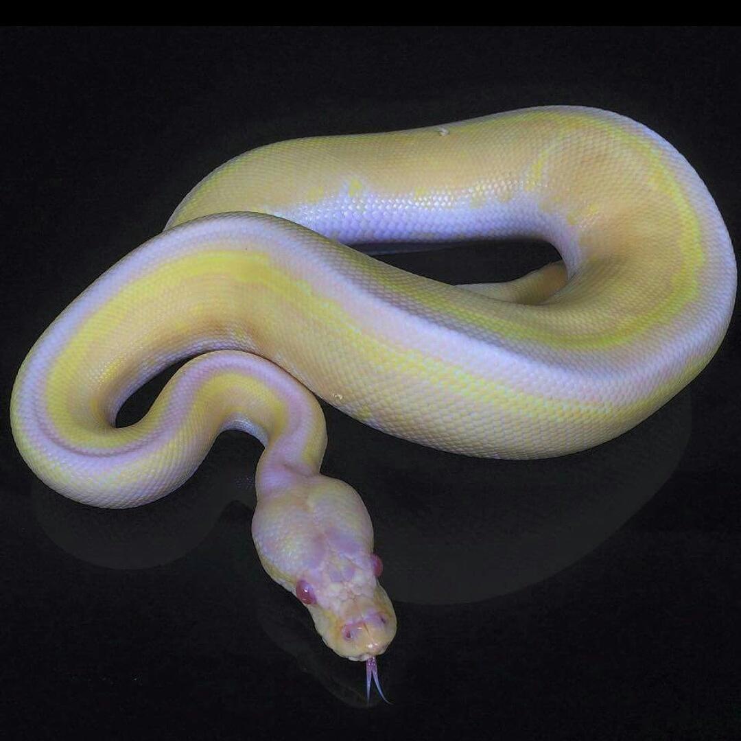 MsBallpython's tweet image. AlbinoCinnamonPinstripe