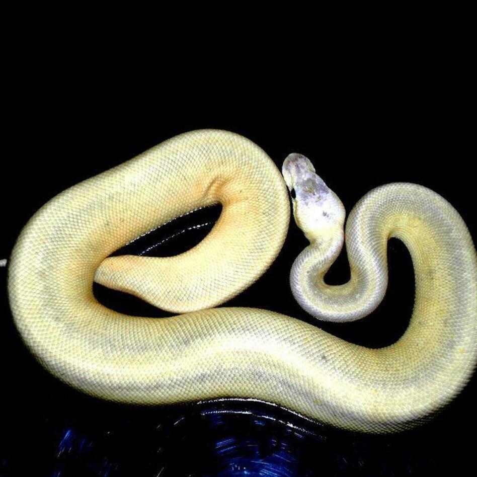 MsBallpython's tweet image. Pythonking (Cinnamon, Pinstripe, Spider, Superpastel)