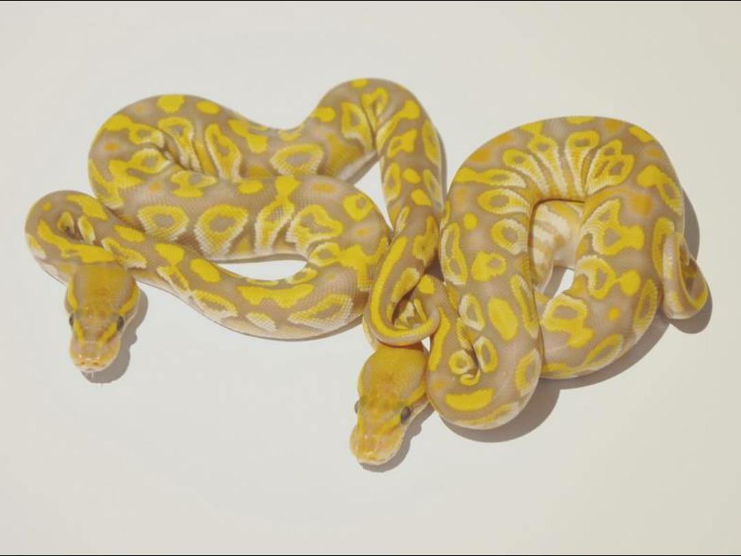 MsBallpython's tweet image. Ultramel Mojave