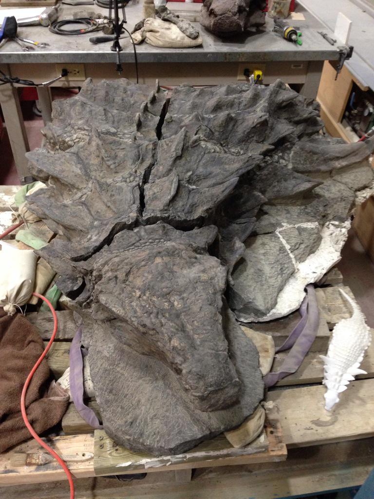 Beautiful Nodosaurid Fossil
