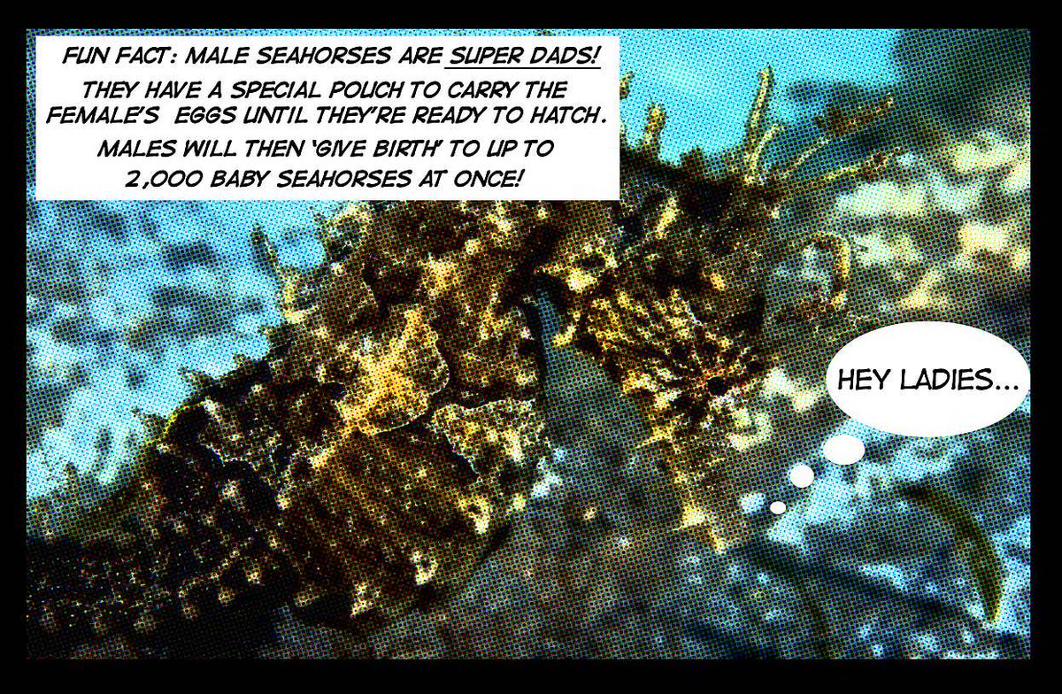 thelivingcoast's tweet photo. This week in SuperWild Comics:
Lined Seahorse has most ‘Super Dad’ Coffee Mugs. #SuperWild #WhatsYourSuperPower? http://t.co/AsHvSRjMNJ