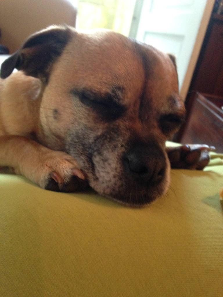 SBinns89's tweet photo. He's all tuckered out after #DoggieDayCamp @1582Petsmart ❤️❤️ http://t.co/5sjaXYu5ju