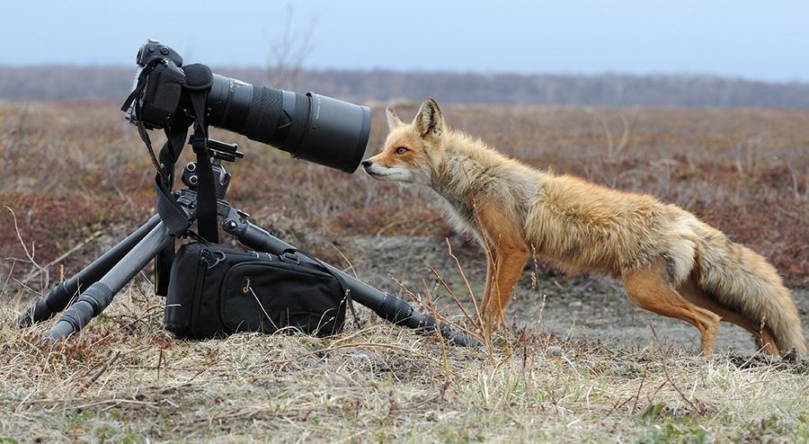 opajdara's tweet image. Macro photo setup :) by Igor Shpilenok dlvr.it/9tWRJM via @wotafoto