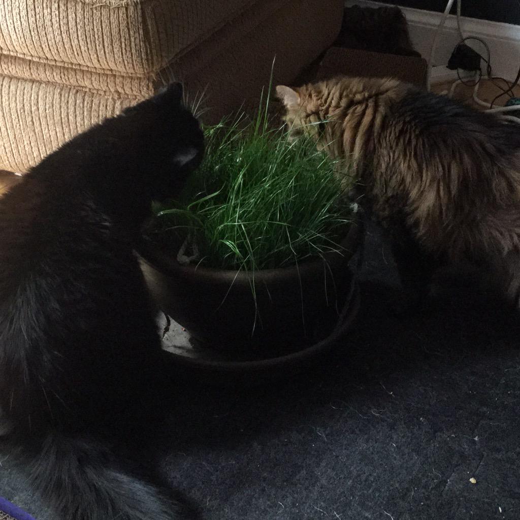 Moosie_cat's tweet photo. Lovin' the new batch of kitty grass http://t.co/jfzc1HpaJH
