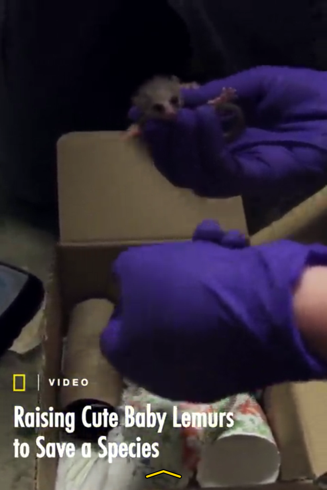 Use Snapchat? Check out National Geographic’s Discover page for DLC baby lemurs!