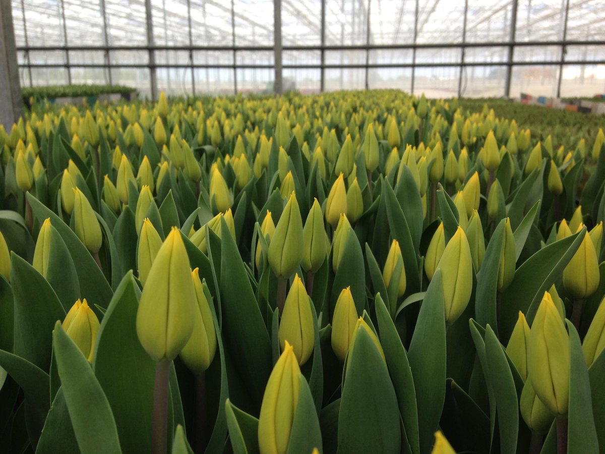 An article about our project and our British flowers on the FloriMag: goo.gl/GZK5WG - Go read it!!!