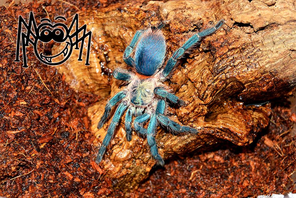 macilacispiders's tweet photo. Oligoxystre diamantinensis adult female #madárpók #tarantula #tarantulas #pet #pets #animal #blue #bluetarantula http://t.co/bLfXhKzmsq