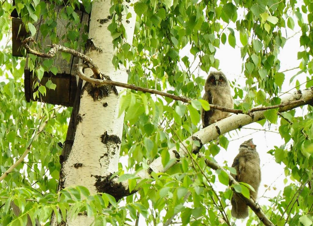 ворон на березе. иволга в березовой роще. мужик на березе. птицы березовой рощи. ветки березы с птицами.