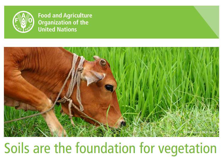 Healthy soils are crucial 4 ensuring continued growth of natural &amp; managed vegetation buff.ly/1Bn9TIp #IYS2015