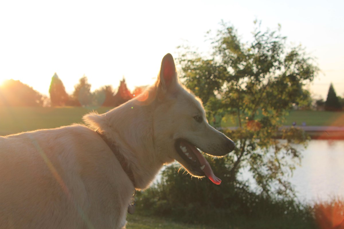 friendlywolfdog's tweet image. Good day today. Made a few more friends, and the sun sets on my favorite park.