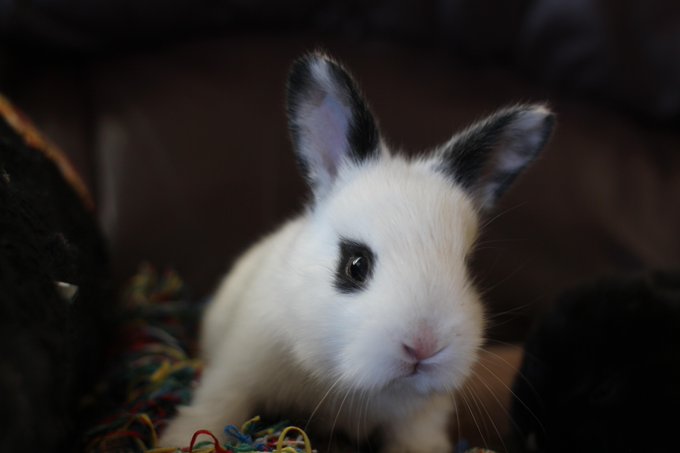 @georgiaspeach its hard to stay mad, because he makes cute babies http://t.co/H0MS583lOb<a class="tags" target="_blank" title="On Twitter" href="/?out=eyJ0eXAiOiJKV1QiLCJhbGciOiJIUzUxMiJ9.eyJpYXQiOjE3MjQ1ODIzMjQsImlzcyI6InR3cG9ybnN0YXJzLmNvbSIsIm5iZiI6MTcyNDU4MjMyNCwiZXhwIjoxNzU2MTE4MzI0LCJyZWRpcmVjdF91cmwiOiJodHRwczovL3R3aXR0ZXIuY29tL2dlb3JnaWFzcGVhY2gifQ.xJFoET7R-lgJR174704JZuPq4sLAZ8MRHHHDJMA5CCxvbN7YHbYWFzW5S4ij5jukPzJolrO9qR8m-jBSxHjhqw">@georgiaspeach</a><a href="/tag/camgirl"class="tags"><span>#camgirl</span></a><a href="/tag/manyvids"class="tags"><span>#manyvids</span></a>