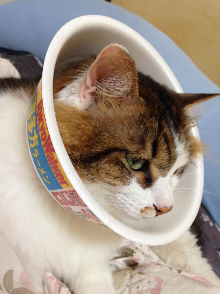 どん兵衛カラ を着けた猫さんがかわいい カップ麺容器は軽さも大きさも簡易エリザベスカラ に便利 Togetter