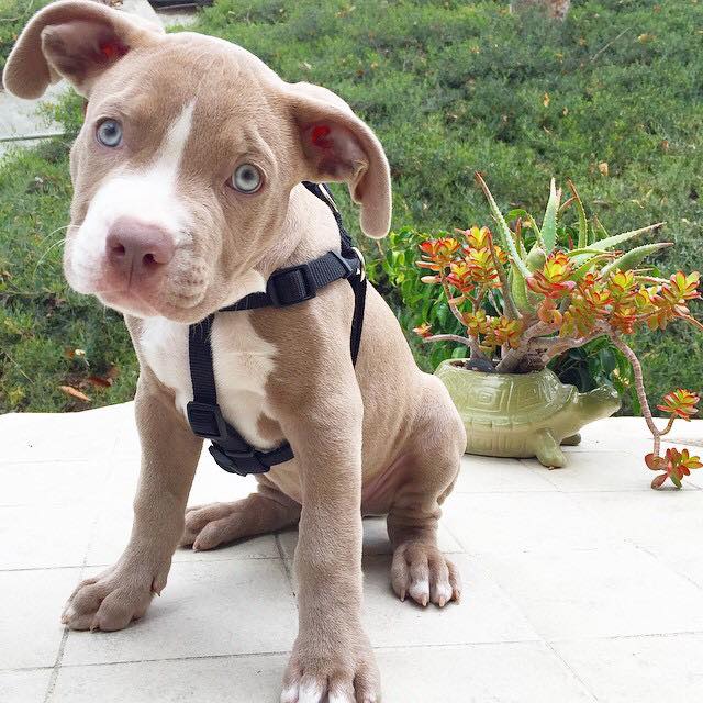 PittyPitPitbull's tweet photo. Can WE go for a walk, peasssss

#puppyLOVE #pitbull #pitbullTODAY #PitbullsAndParolees http://t.co/tqKqelJFvu