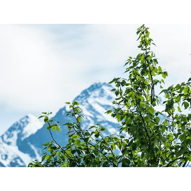MorriganCora's tweet photo. So excited for summer!
#alaska #projectalaska #mountains #travel #explore #spring #birch … http://t.co/1oYUx1Prcp http://t.co/zNpY4MbJJt