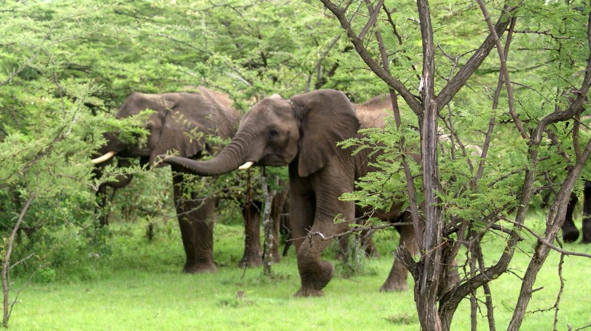 ndunguke's tweet photo. Our pride our helitage, we must fight for them.,🐘🐘🐘🐘😃 http://t.co/hZZf5px3KL