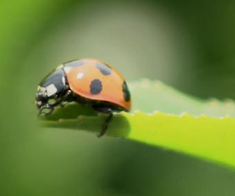 お茶の和香園 V Twitter てんとう虫はアブラムシやハダニなどを食べる お茶畑の害虫の天敵です O ﾉ T Co Qskehuvk6j てんとう虫 T Co Jnhwyxrg9r