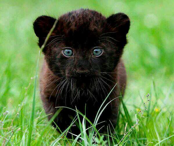 Global_Pix's tweet photo. Black Panther Cub http://t.co/fgqiXKMqHr