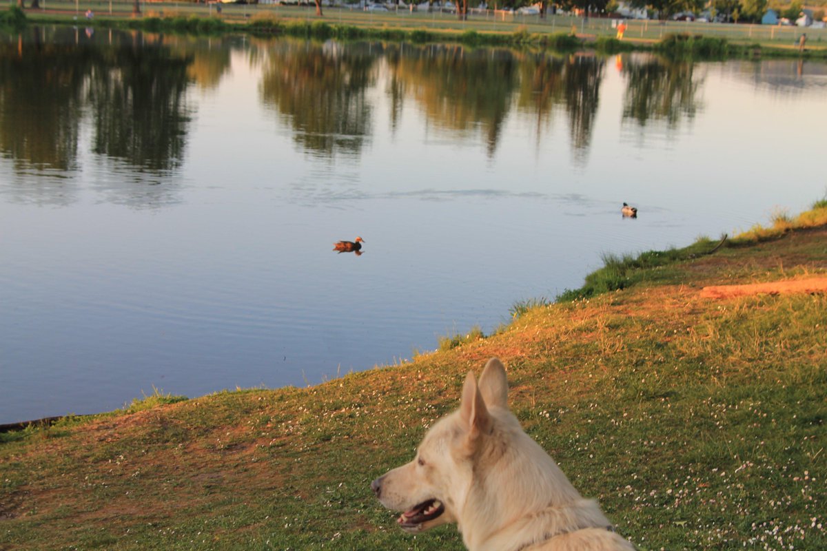 friendlywolfdog's tweet image. I had an friend that once said, there's always friends in all your travels. He was right, even the ducks say hello!