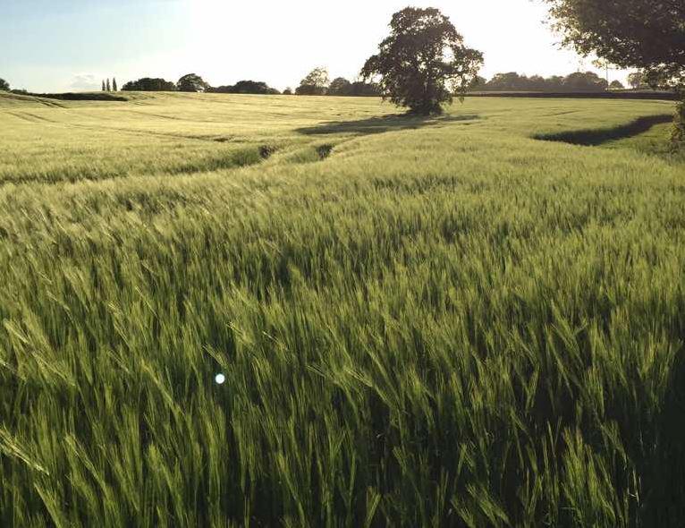TheFarmingForum's tweet photo. #AgPic of the day 
among the fields of #Barley those over a certain age will be humming a tune now :) http://t.co/Tv7SQjKW2g