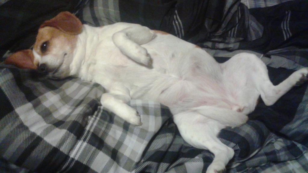 hooray4darling's tweet photo. you know you want some of this... touch my belly #bellybabe http://t.co/xeNBcm14QY