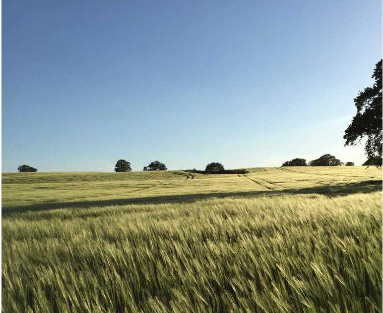 TheFarmingForum's tweet photo. #AgPic of the day 
among the fields of #Barley those over a certain age will be humming a tune now :) http://t.co/Tv7SQjKW2g