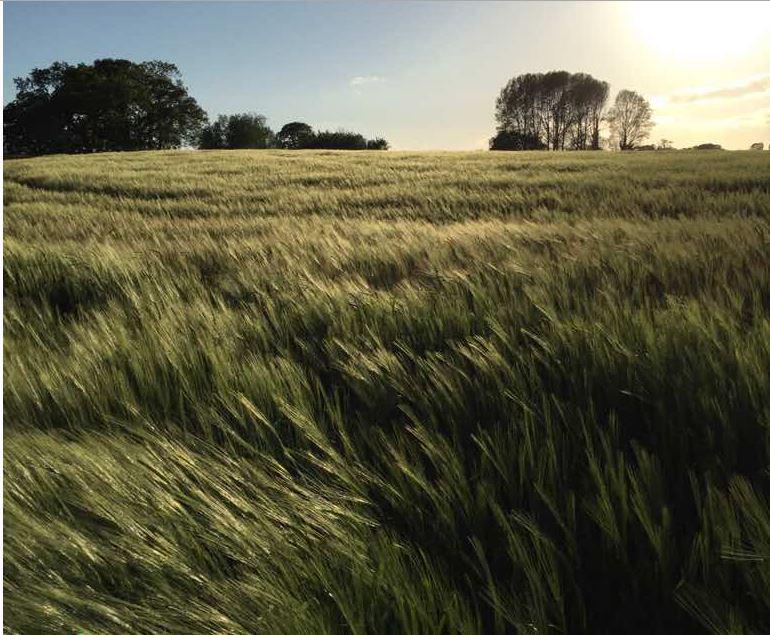 TheFarmingForum's tweet photo. #AgPic of the day 
among the fields of #Barley those over a certain age will be humming a tune now :) http://t.co/Tv7SQjKW2g