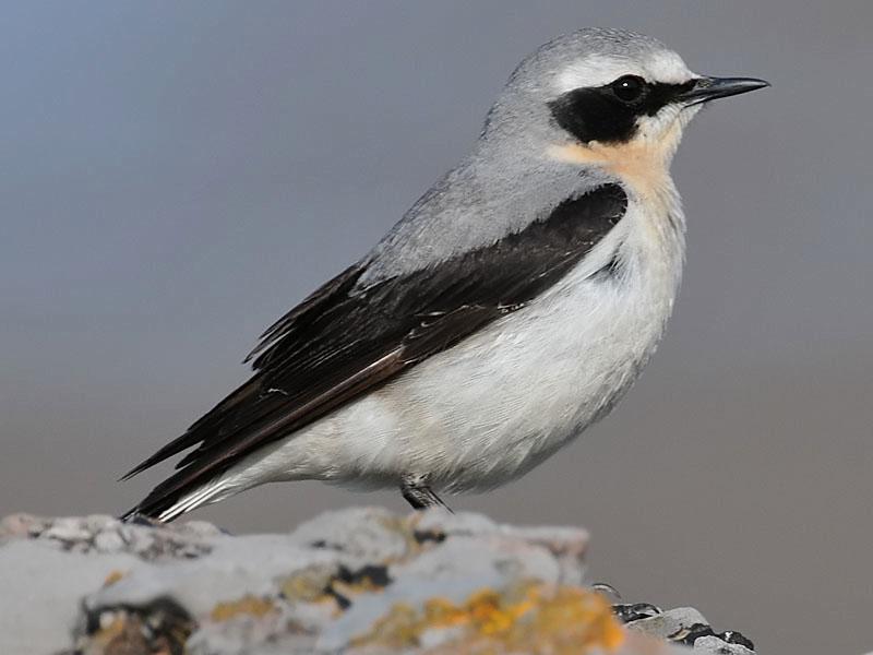 Coffeewarblers's tweet photo. My bird of the day. Wheatears on our cliffs should have young now. http://t.co/PYQVgq33nA #birds #nature @CeeegeBirds http://t.co/YCa62DYeYL