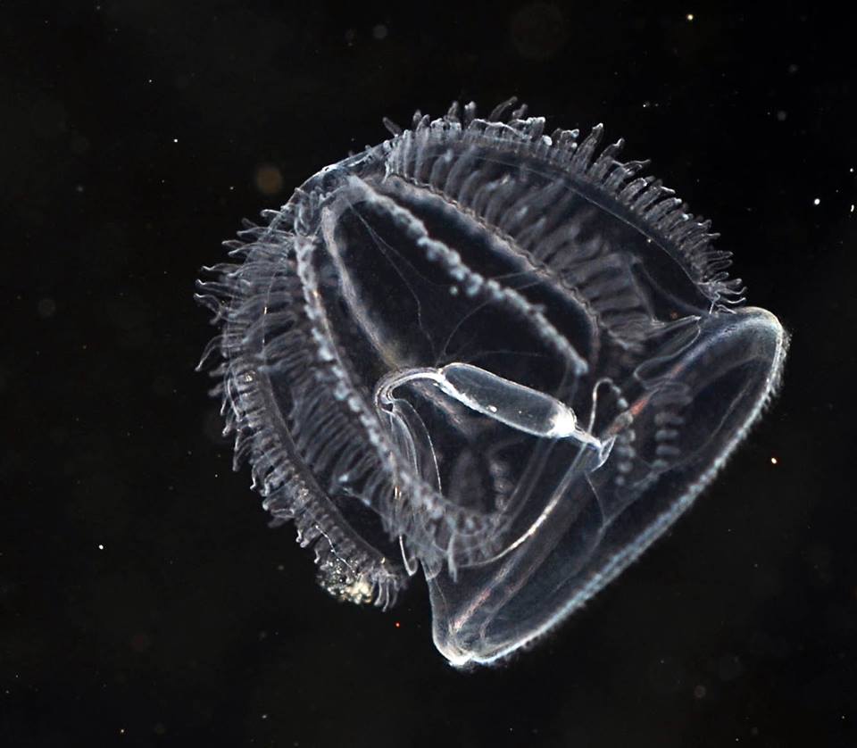 InvertebratesDC's tweet photo. Dr. AllenCollins @tesserazoa was sampling jellies & found this larval acorn worm! #tornaria https://t.co/W6JNBLUIZX http://t.co/Ys4ranCu8s