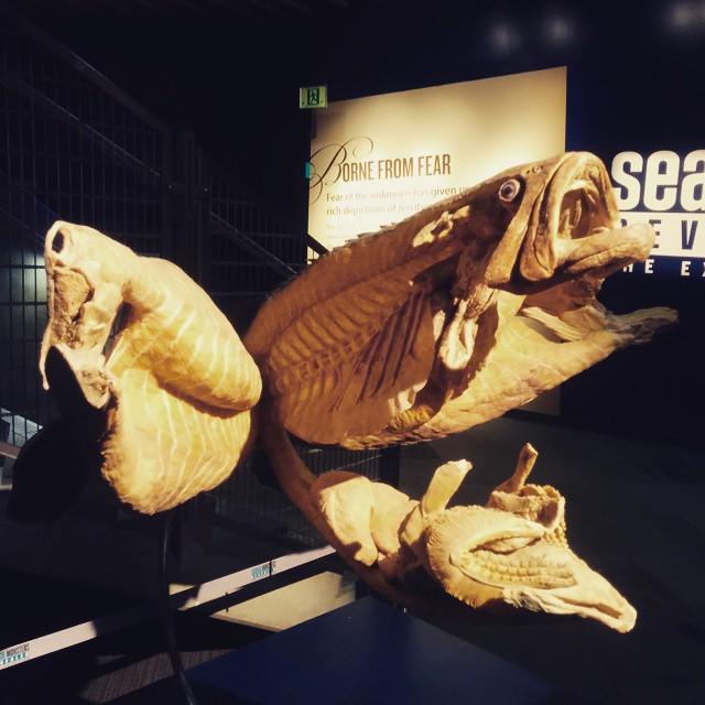 shapeandform's tweet image. At the #Vancouver aquarium today. #shapeandform #design #handmade #art #work #make #industrial #jobshop #fabricatio…