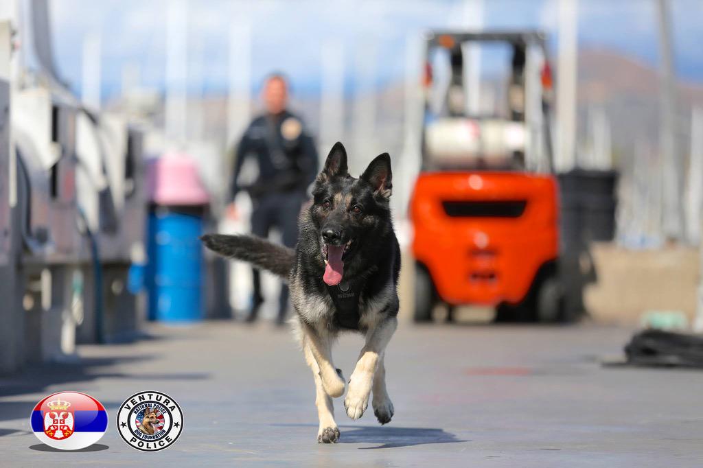 vpdk9's tweet photo. K9 Eron "Tongue Out Tuesday" http://t.co/Ssl0P6IBFy
