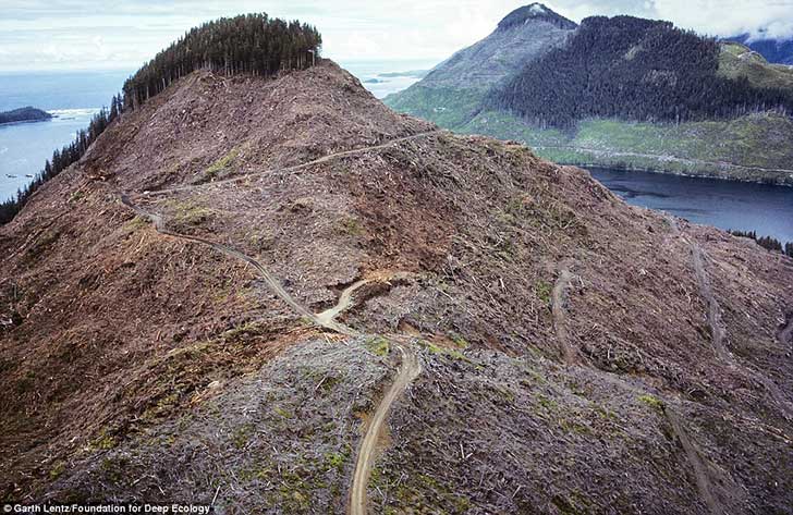 AlwaysBlissful_'s tweet photo. Los bosques nativos de una isla en Vancouver, Canadá, prácticamente han desaparecido. http://t.co/esmBRinDXt