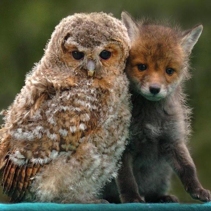 SarahKSilverman's tweet photo. Just went down an "unlikely animal friendship" rabbit hole. I don't know why I do this its too lovely it hurts http://t.co/mP6RBuOAby