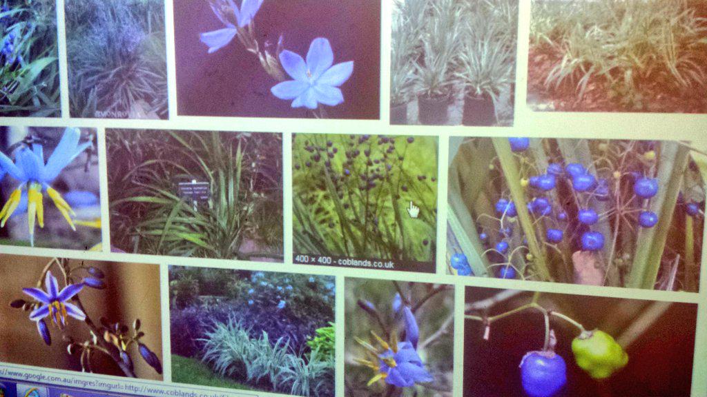 AlexisOJohnson's tweet photo. Collaborating, researching, designing. Blue Flax Lily posters for our indigenous garden signage #naidoc #lakembaps http://t.co/oY67fRXjVc