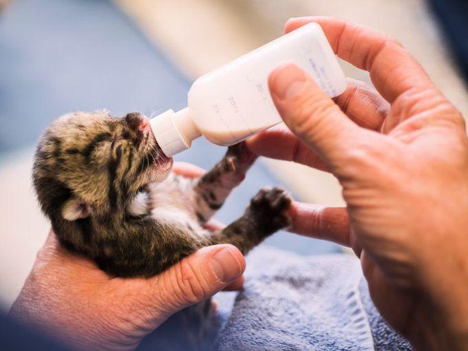 Кормление жирафа в зоопарке. Забота о домашних животных. Кормление кошек на улице. Где кормят животных. Где кормят животных.