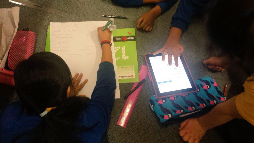AlexisOJohnson's tweet photo. Collaborating, researching, designing. Blue Flax Lily posters for our indigenous garden signage #naidoc #lakembaps http://t.co/oY67fRXjVc