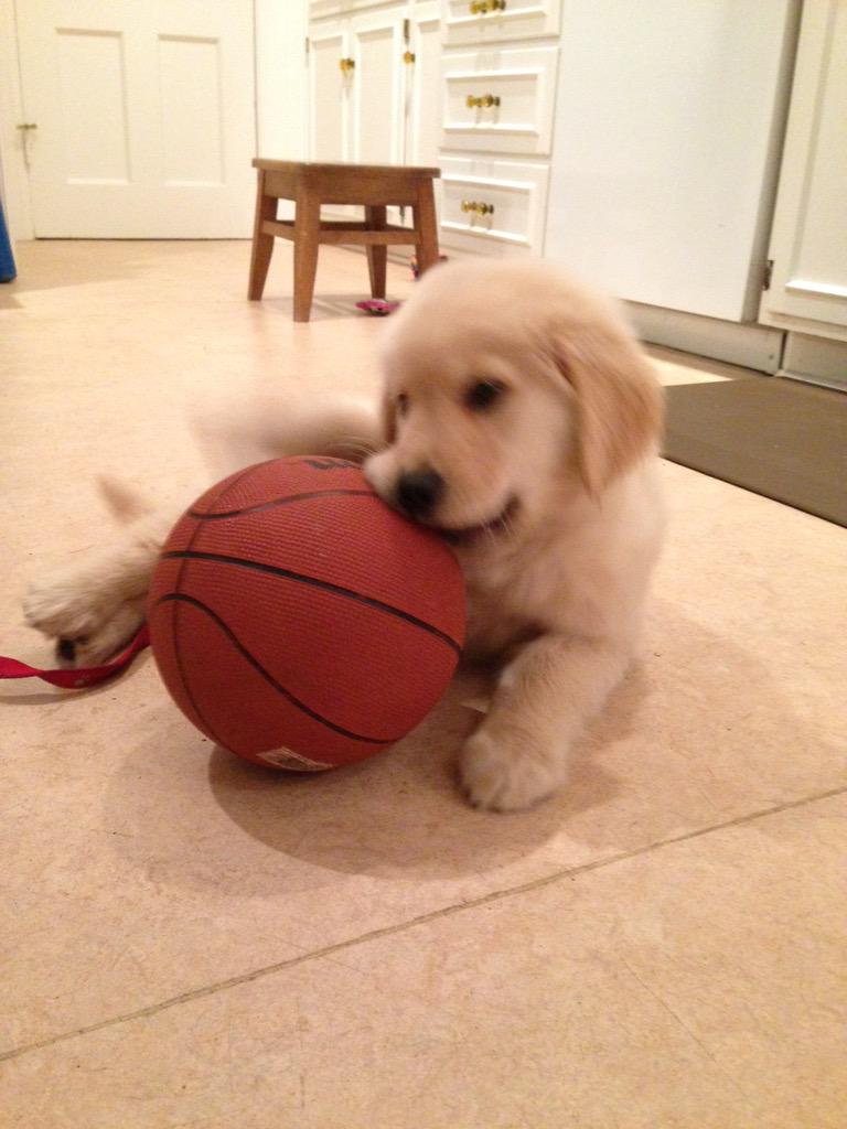 andrealindgren2's tweet photo. Callie's going to grow up and become a star basketball player #RMCbasketball http://t.co/voNiytHqXj