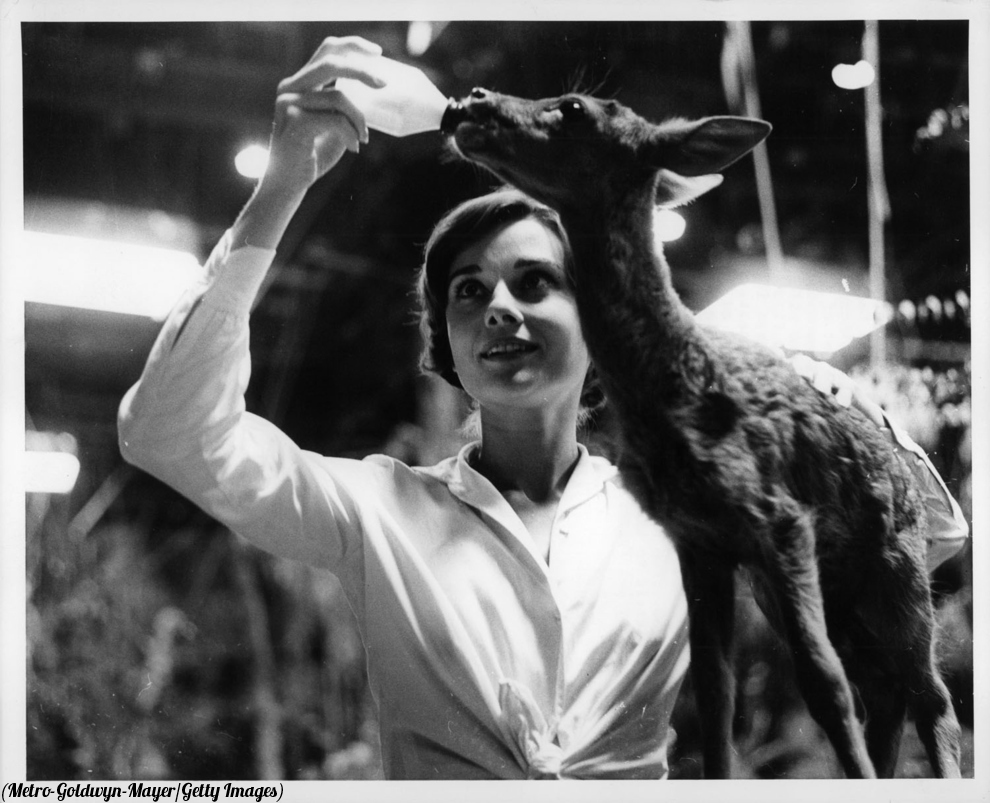 HistoryInPics's tweet photo. Audrey Hepburn and her pet fawn, Pippen, 1958. http://t.co/NiXTlZ6tD1