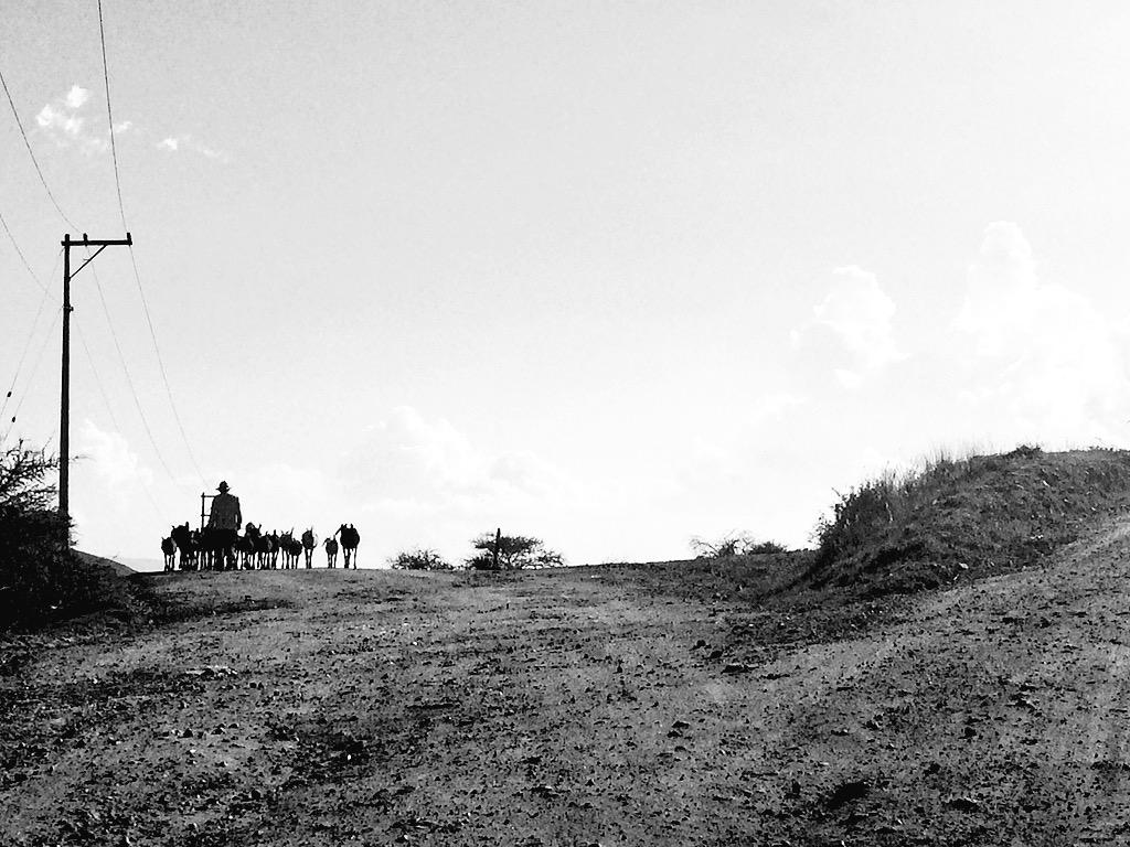 ferarmenghol's tweet photo. Caminos sinuosos y espontáneos, que te acercarán un poquito al cielo... Es ahí donde emergen seres extraños... Agaves http://t.co/X0U2hDI1WJ