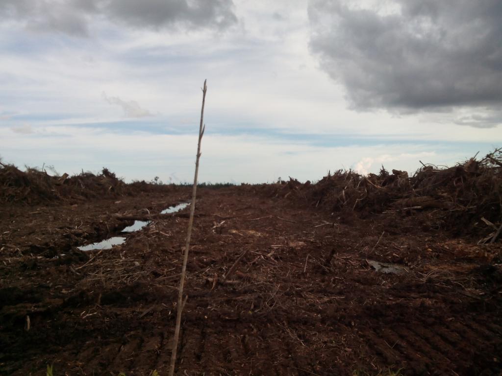 mansyurtw's tweet photo. Pemanfaatan hutan gambut sbgai lahan prtanian produktif. Kalimantan Barat.@BersamaPetani http://t.co/RBMQsOjIt4