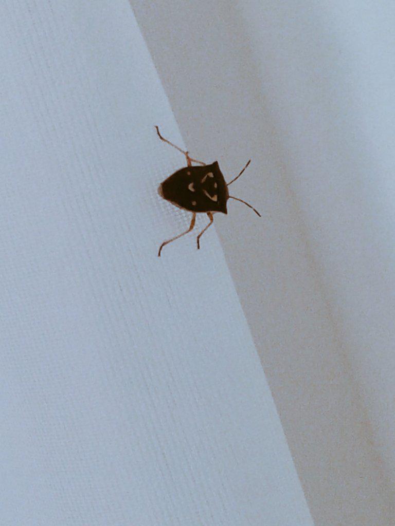 EnzenhoferAzul's tweet photo. Hay un bicho raro en mi cortina ���� http://t.co/RbNq2SOkNG