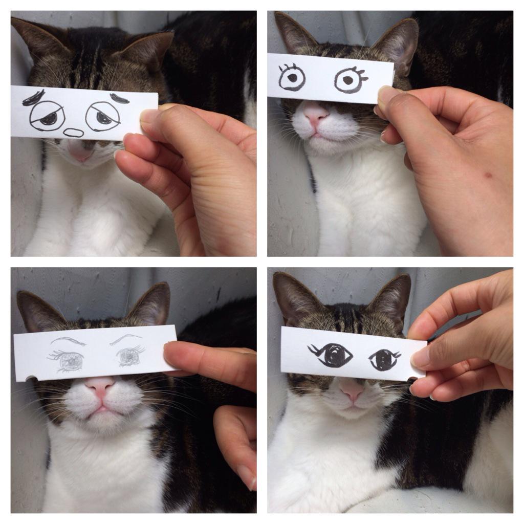 Guri_cat's tweet photo. 猫モンタージュ http://t.co/lcwC7HlOi4