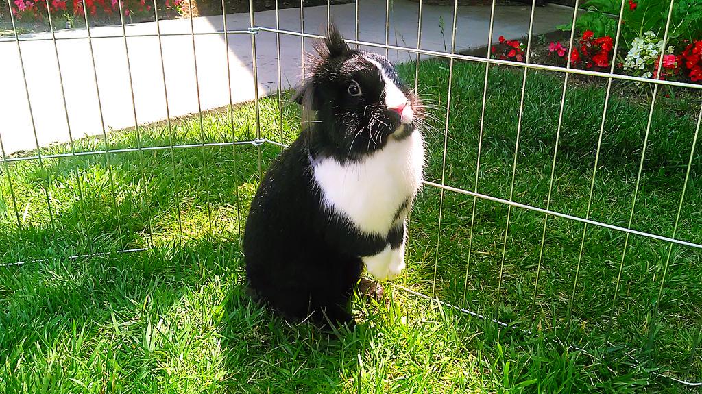 BunnyBunchFV's tweet photo. Hello! I'm Penguin! I'd love to have a loving family! Come to Bunny Bunch and see me! #ideaFM #BunnyBunch #support http://t.co/mXwHnEeAZd