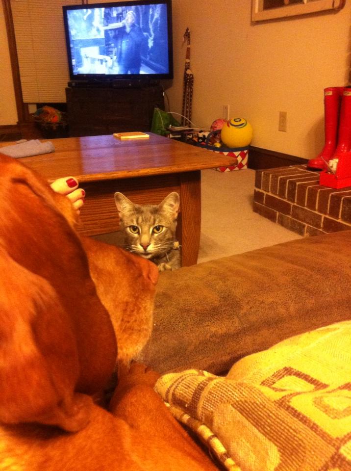 marlavelous's tweet photo. Bit of a staring contest going on around here tonight. http://t.co/8937c74PPf