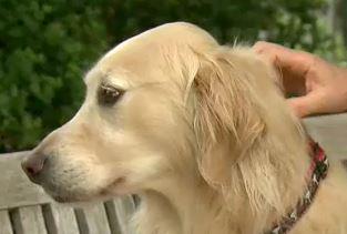 Ever heard of puppy pot? <a href="/KimberlySuiters/">Kimberly Suiters</a> has the scoop on cannabis capsules for canines: bit.ly/1cOaJIl