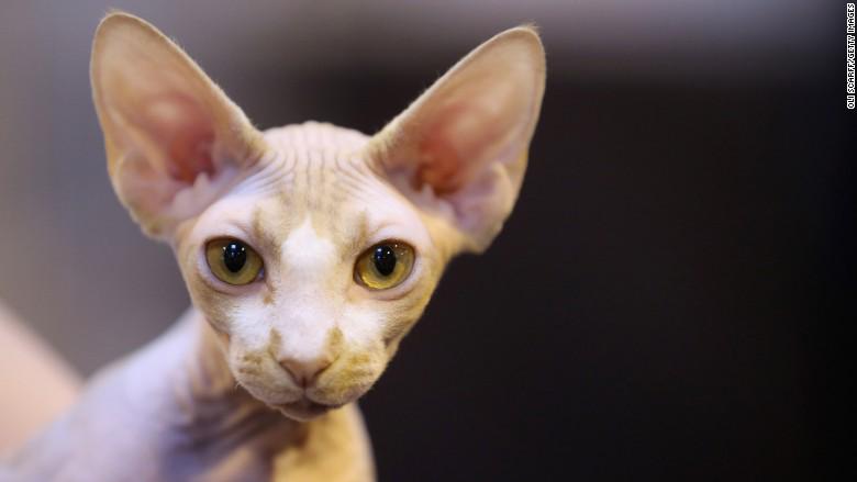 Russische deurwaarder legt beslag op Sphynx kat om betaling schuld (RUB200K) af te dwingen. #kat #sphynxcat #incasso